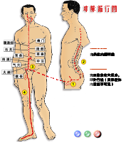 经络走向图-冲脉循行图