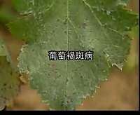 葡萄褐斑病