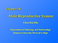 组织学与胚胎学 汕头大学 陈海滨 - 课程资源 - 