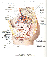 正常人体结构_熊水香_(24)女性骨盆正中矢状断