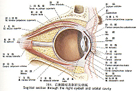 正常人体结构_熊水香_(5)右侧眼球及眶腔矢状断